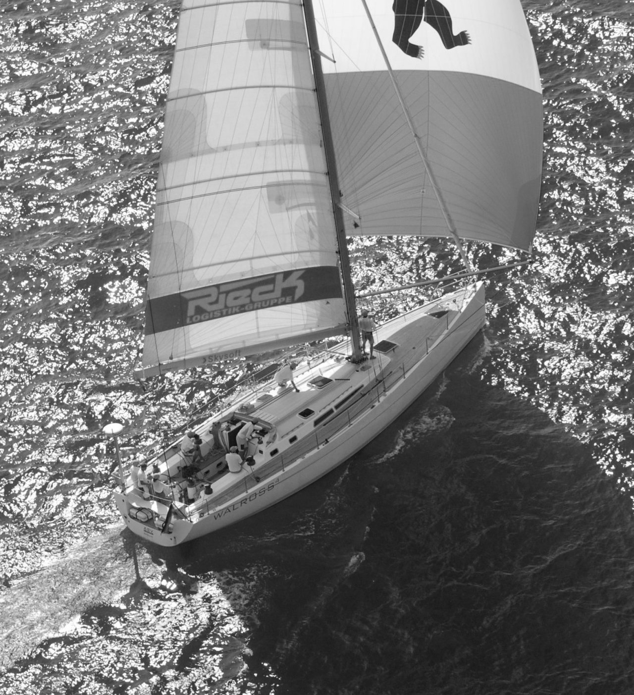 walross luftaufnahme 1